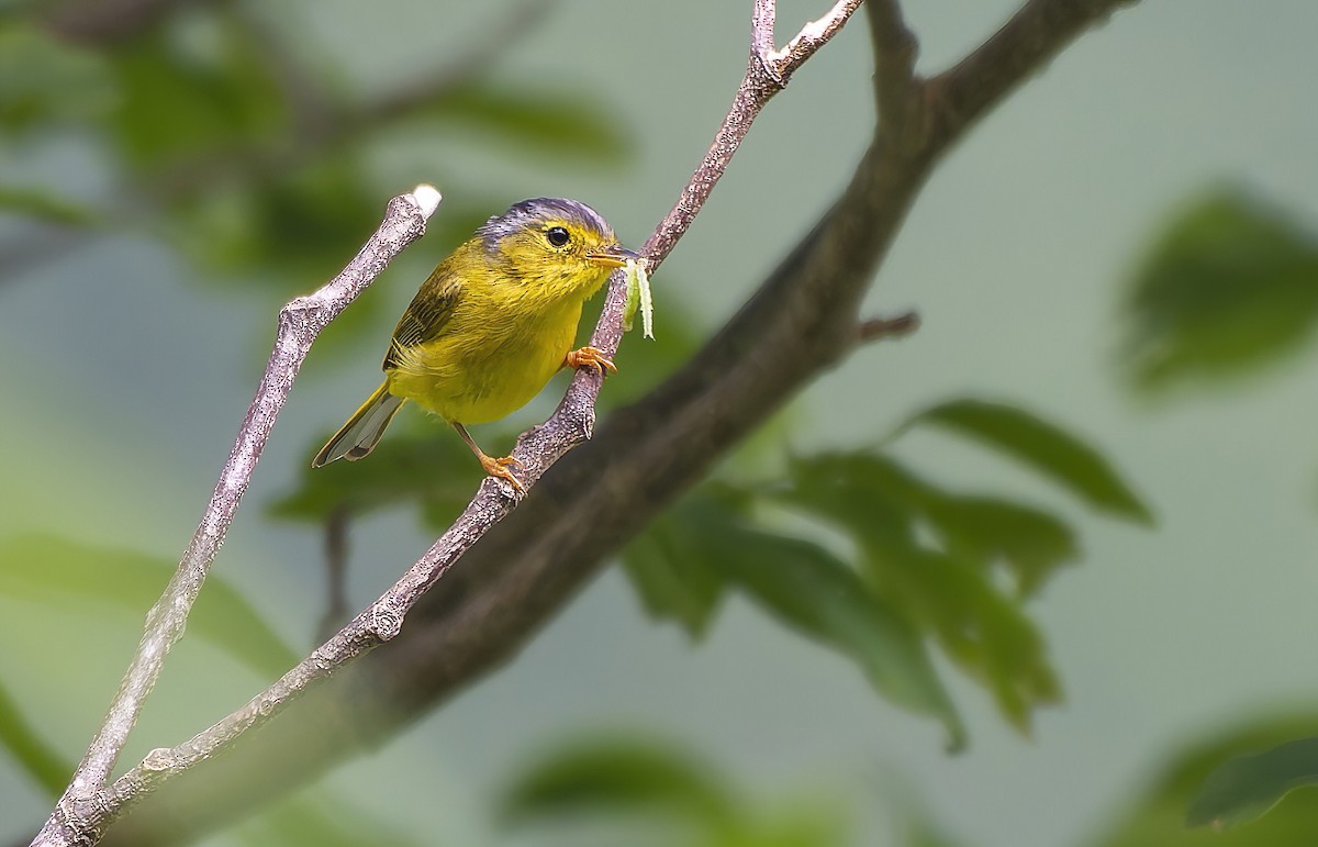 Gray-crowned Warbler - ML638317177