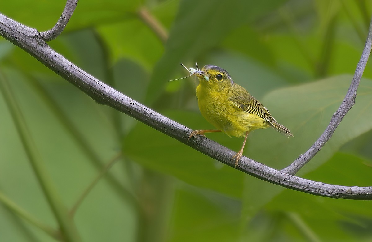 Gray-crowned Warbler - ML638317178