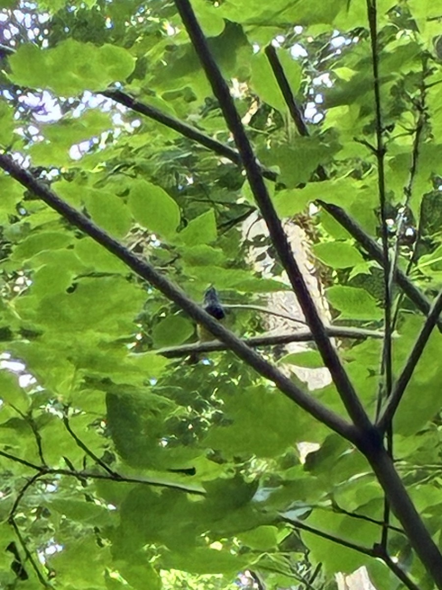 Mourning Warbler - ML638317179