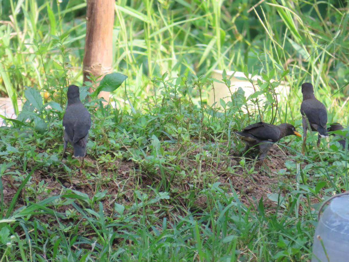 Javan Myna - ML638317185