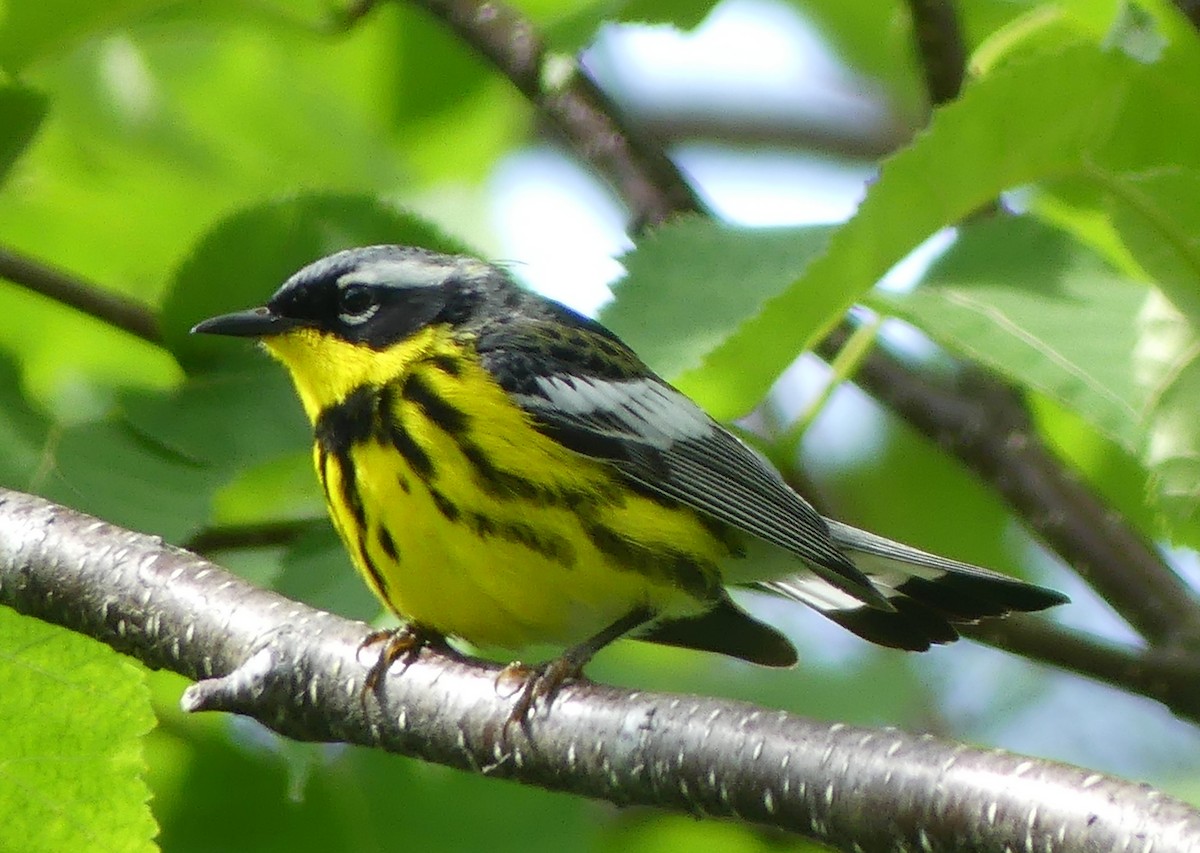 Magnolia Warbler - ML638317186