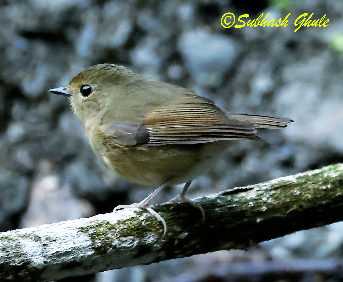 Snowy-browed Flycatcher - ML638317187