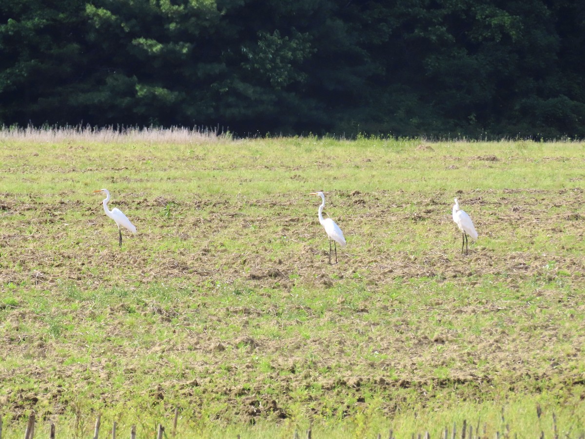 Great Egret (American) - ML638317189