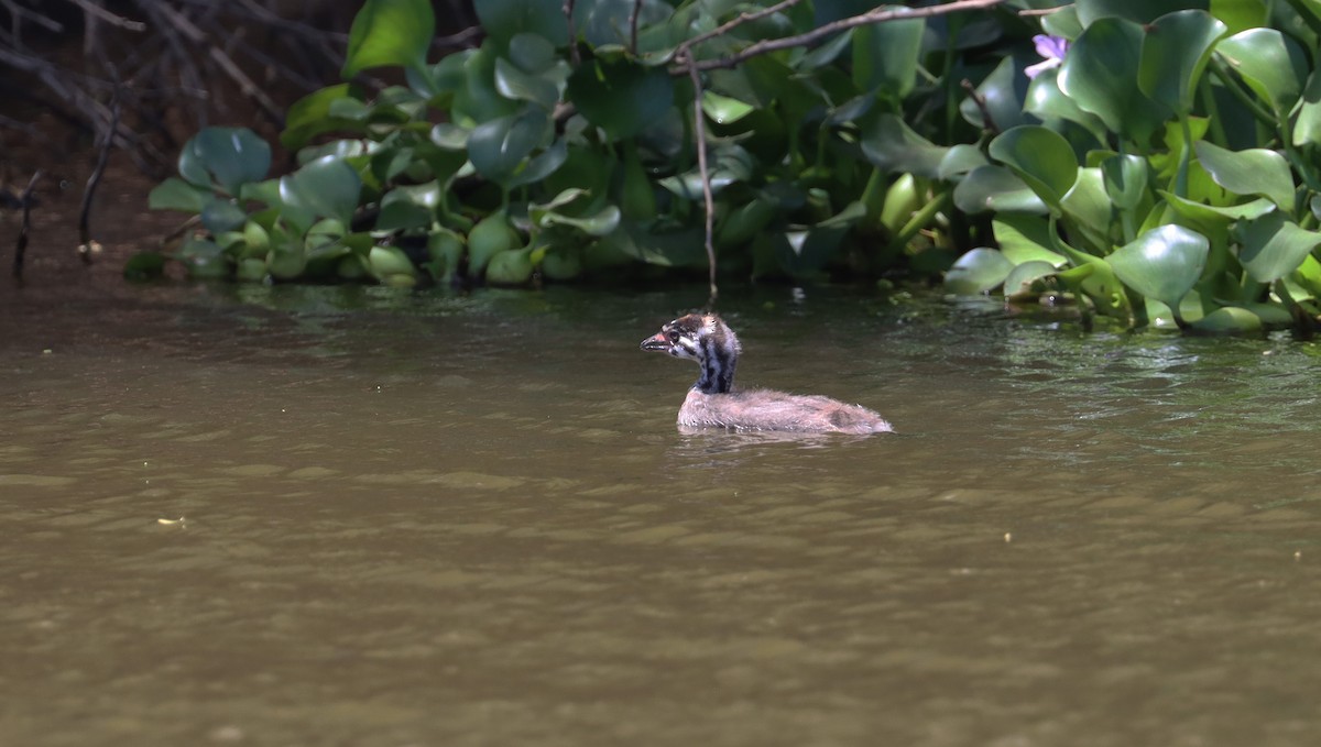 Pied-billed Grebe - ML638317190