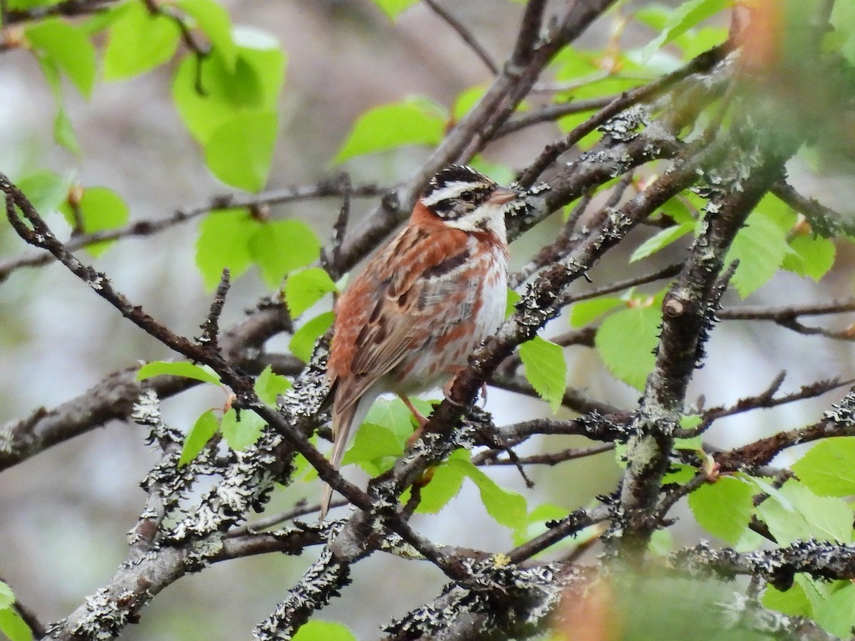 Rustic Bunting - ML638317191