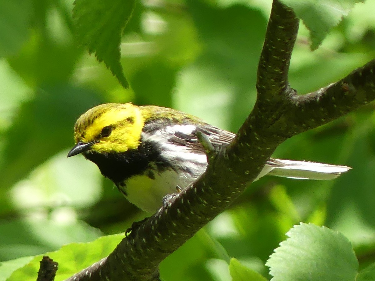 Black-throated Green Warbler - ML638317193