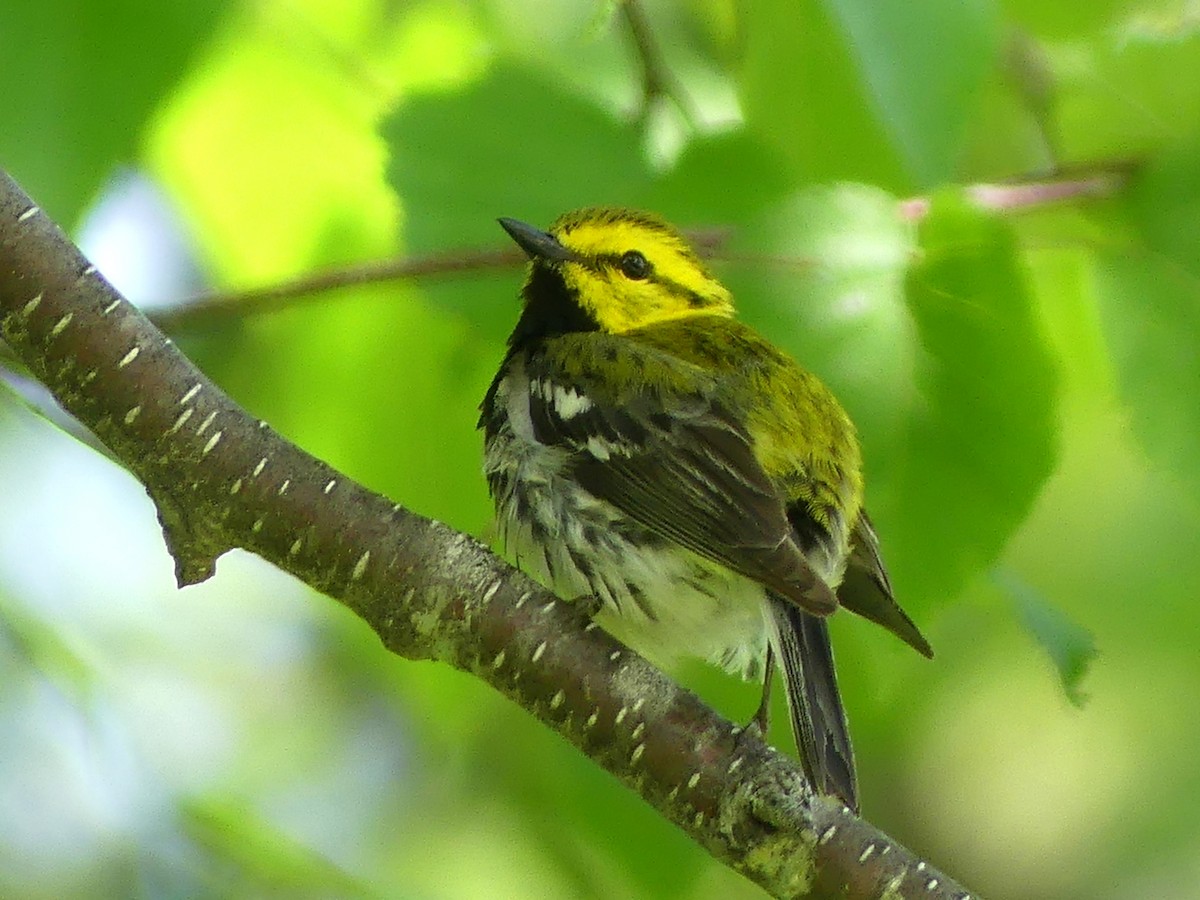 Black-throated Green Warbler - ML638317194