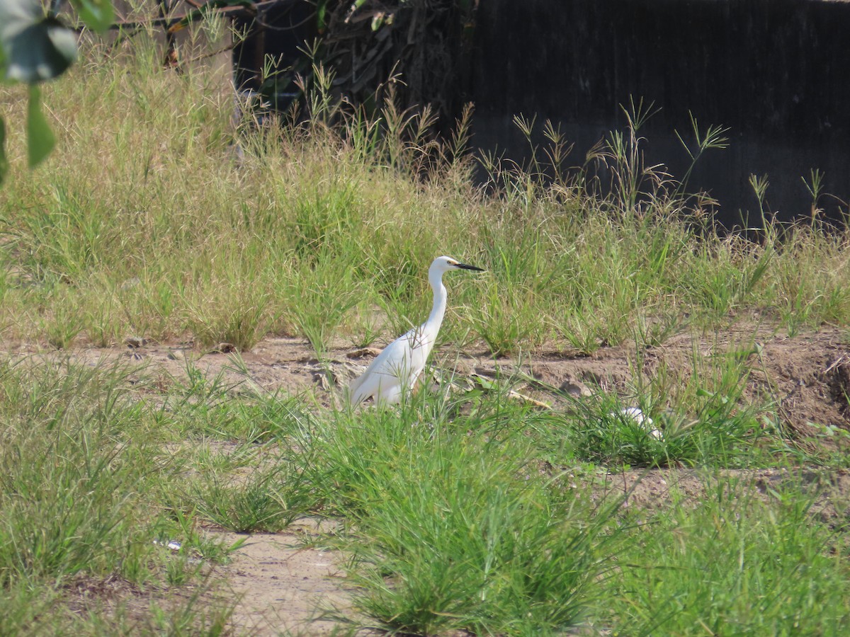 Little Egret - ML638317197