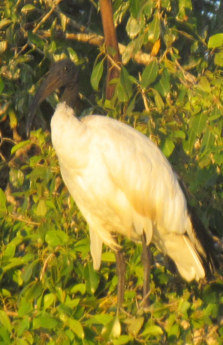 African Sacred Ibis - ML638317198