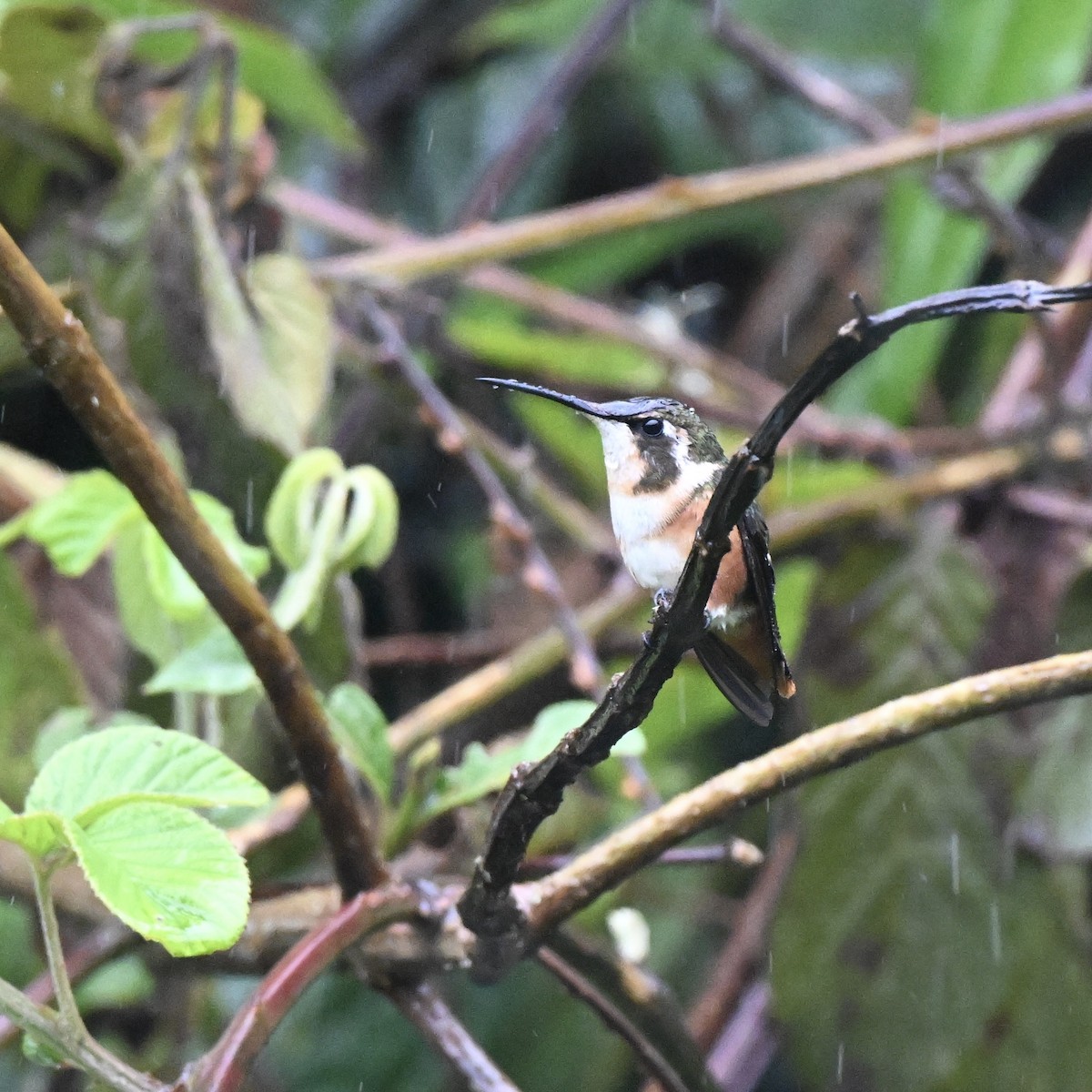 White-bellied Woodstar - ML638317199