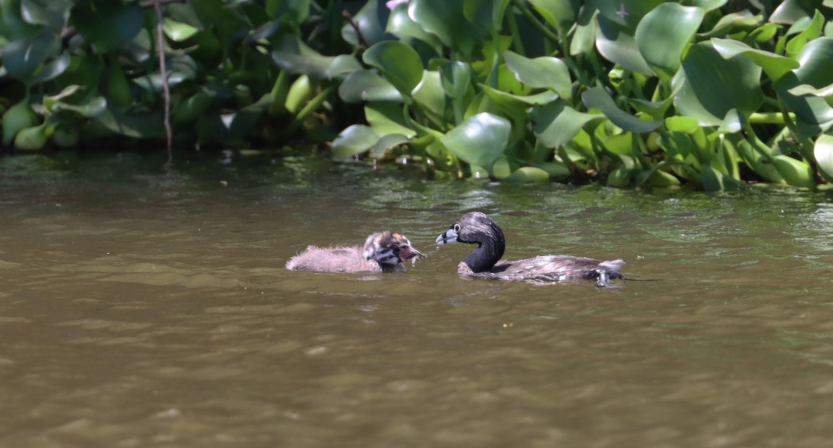 Pied-billed Grebe - ML638317200