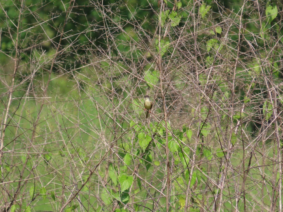 Yellow-bellied Prinia - ML638317202