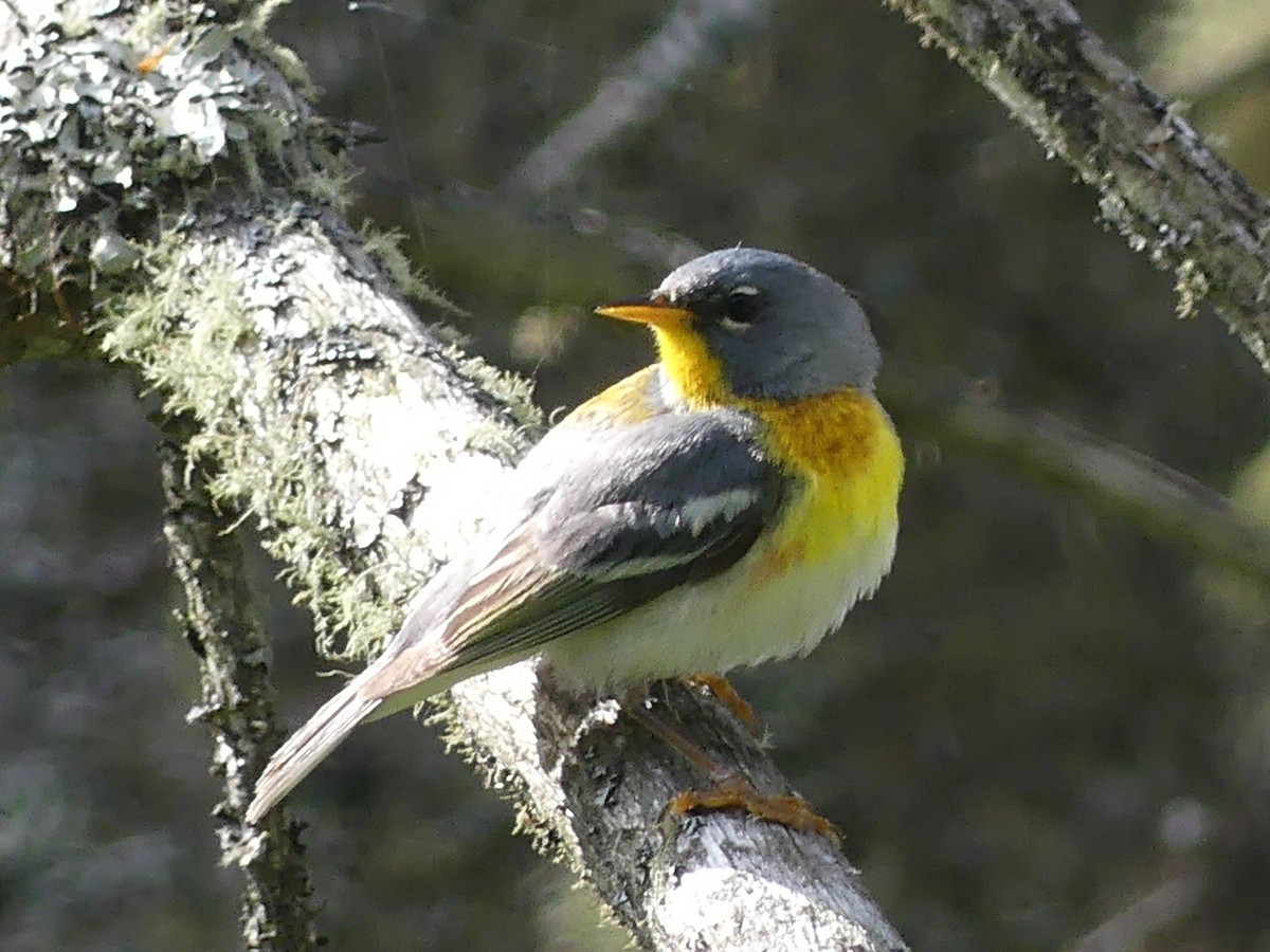 Northern Parula - ML638317203