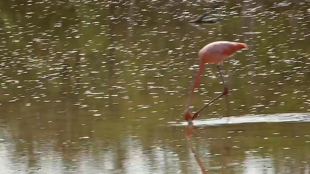 American Flamingo - ML638317208