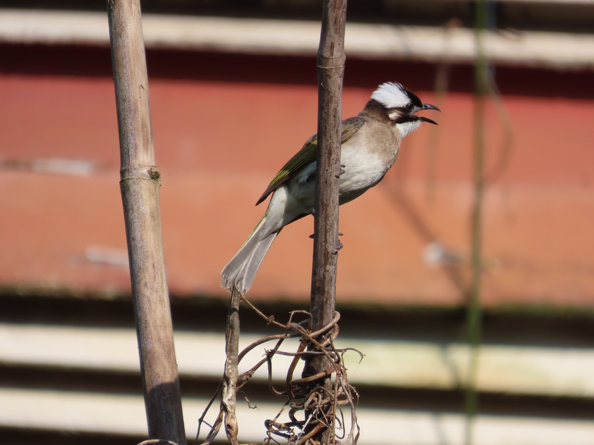 Light-vented Bulbul - ML638317209