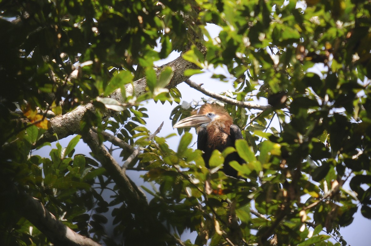 Yellow-casqued Hornbill - ML638317210
