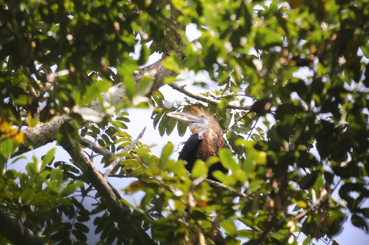 Yellow-casqued Hornbill - ML638317211