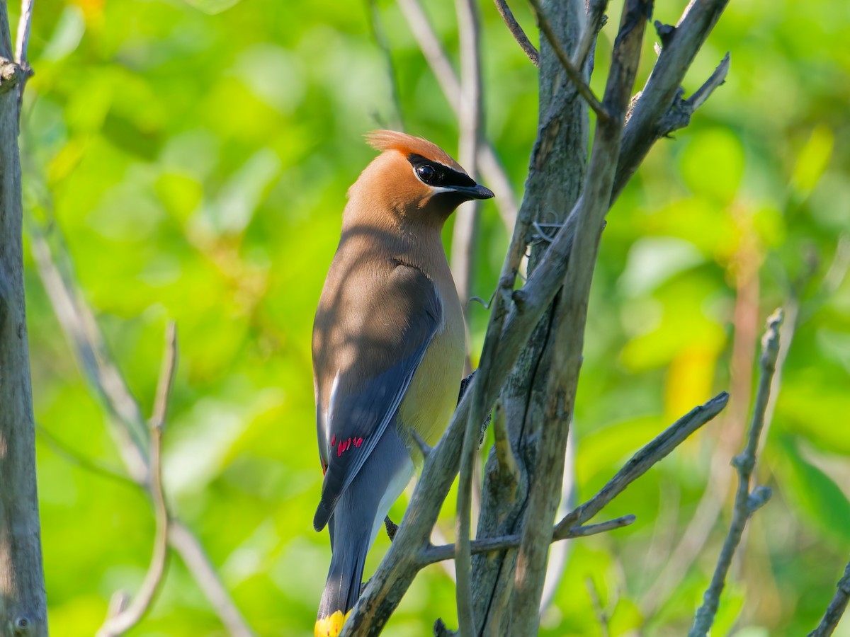 Cedar Waxwing - ML638317212