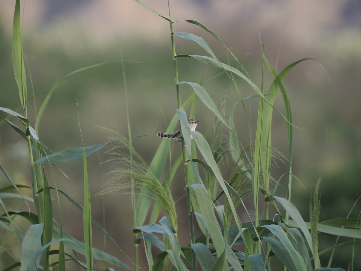 Graceful Prinia - ML638317213
