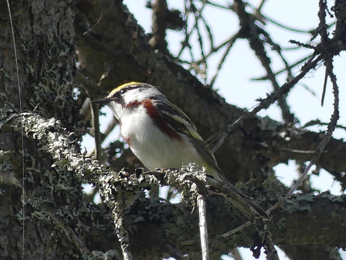 Chestnut-sided Warbler - ML638317214