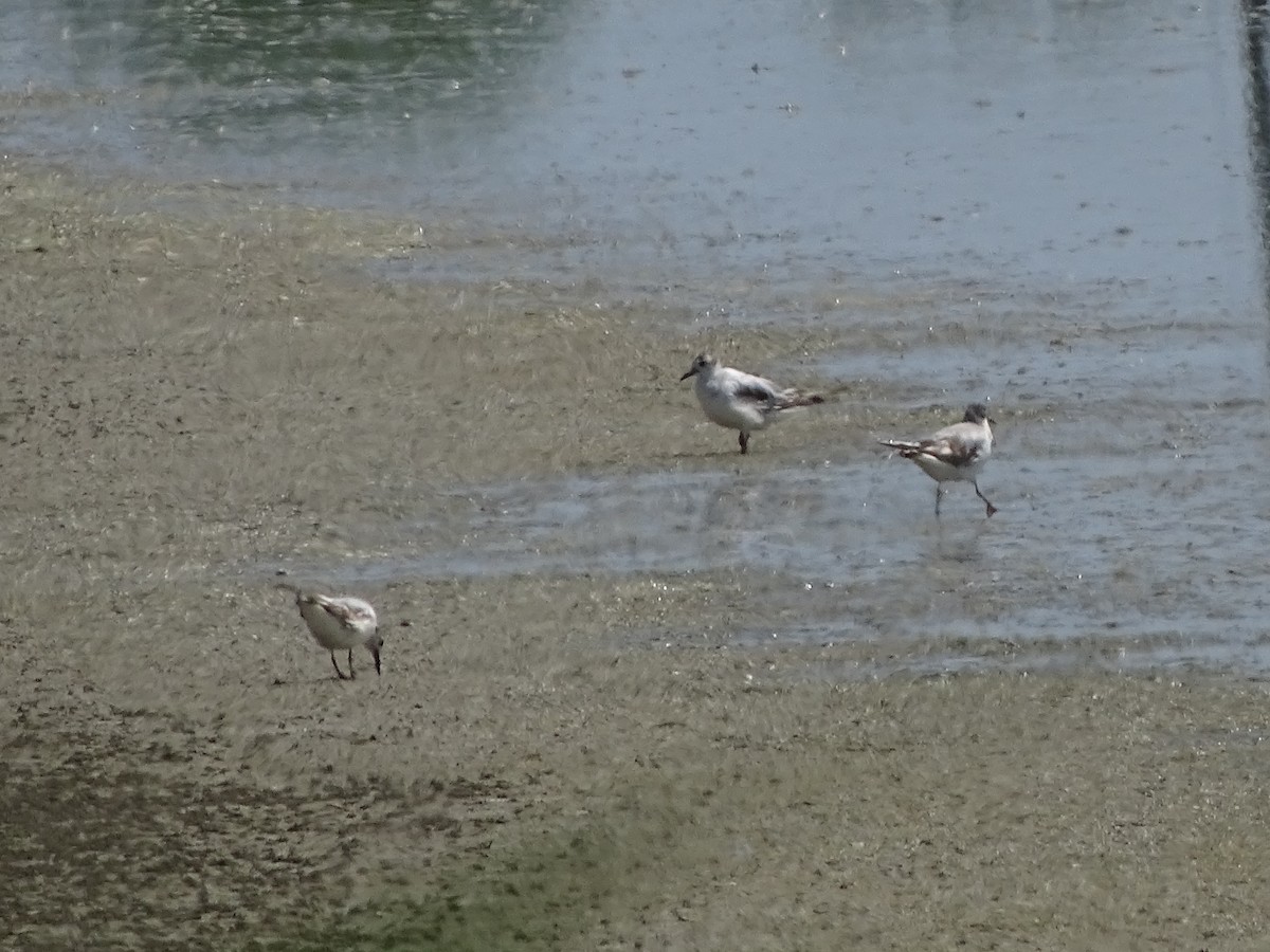 Little Gull - ML638317216