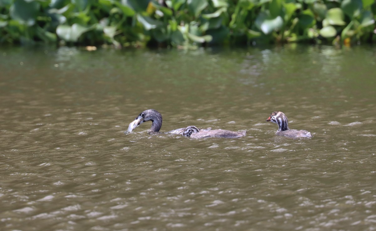 Pied-billed Grebe - ML638317217