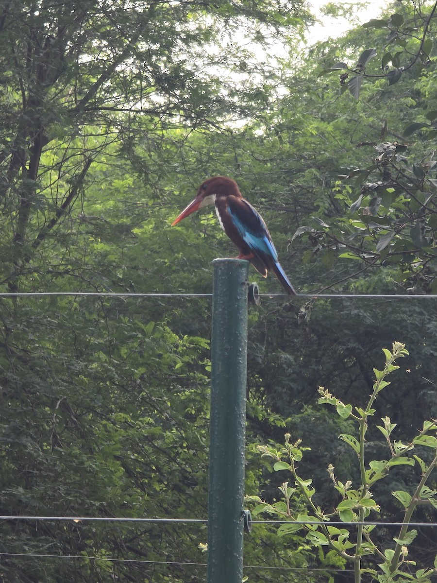 White-throated Kingfisher - ML638317218
