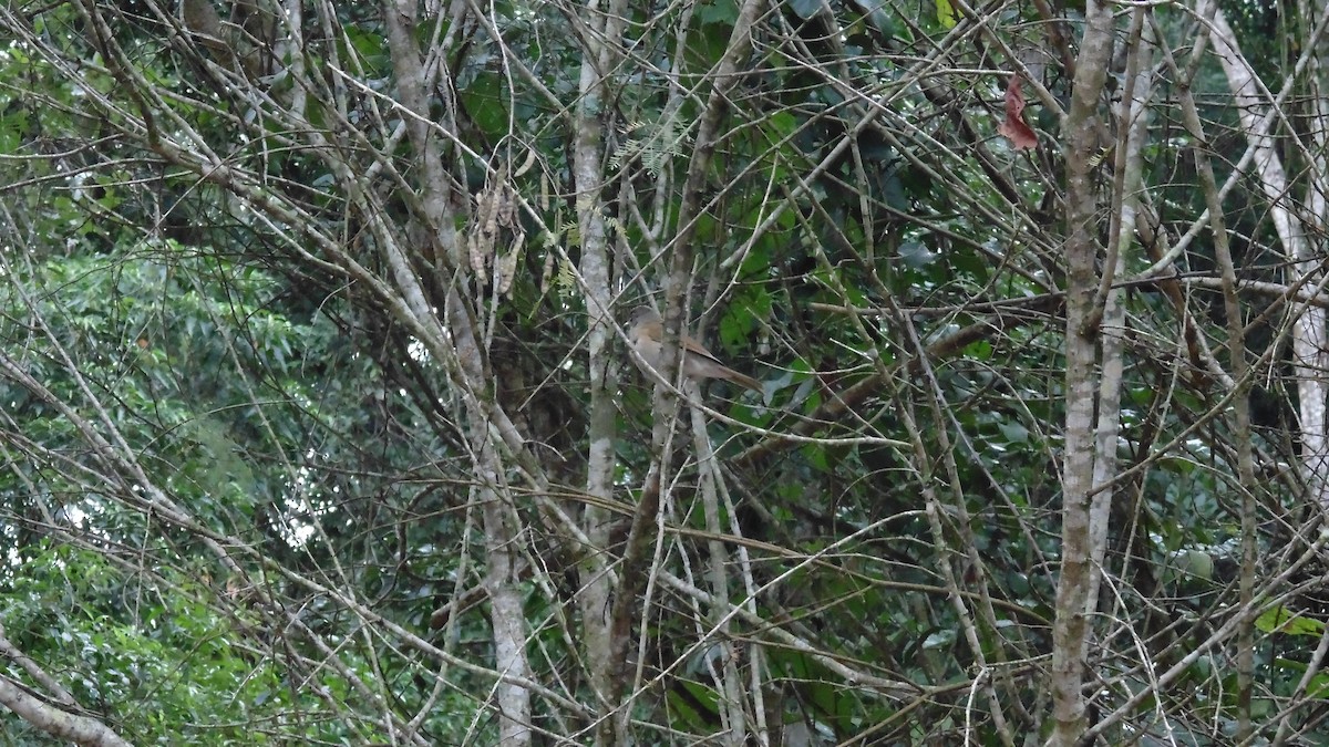 Pale-breasted Thrush - ML638317221