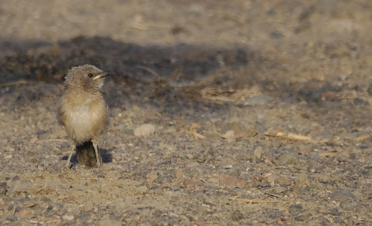 Arabian Babbler - ML638317222
