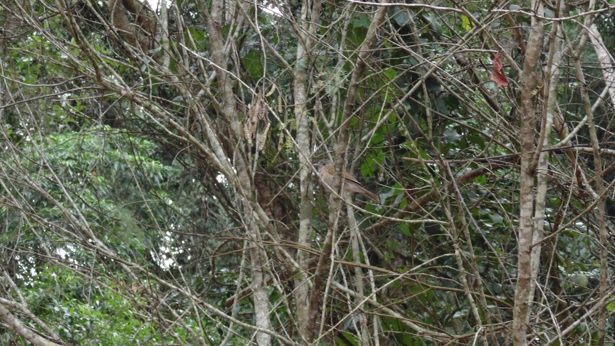 Pale-breasted Thrush - ML638317223