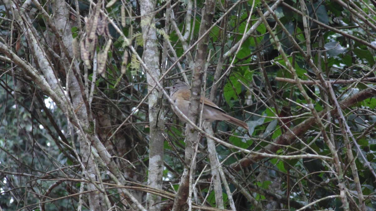 Pale-breasted Thrush - ML638317224