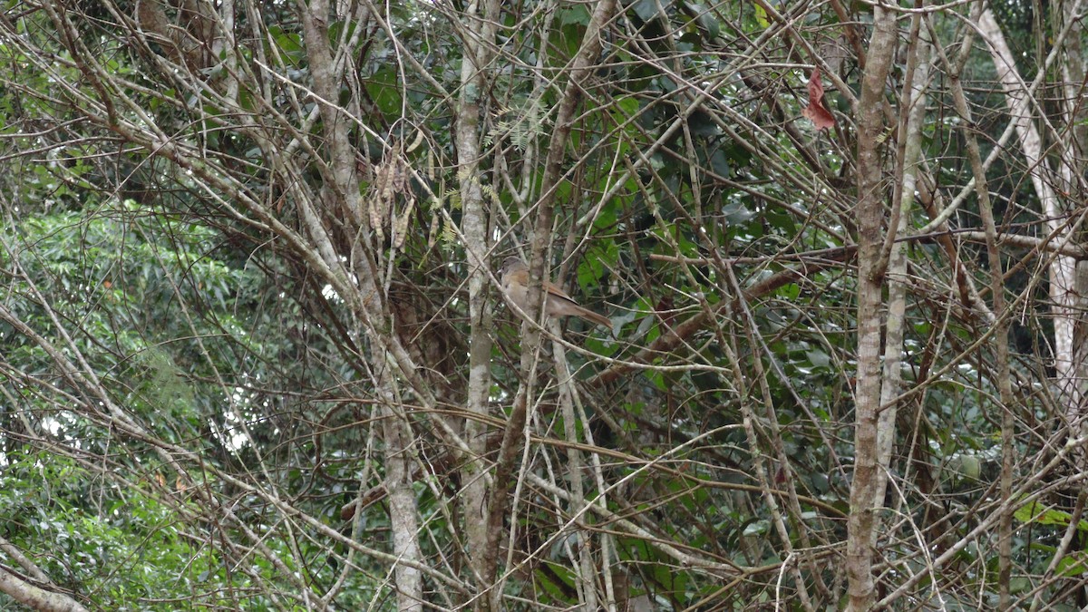 Pale-breasted Thrush - ML638317226