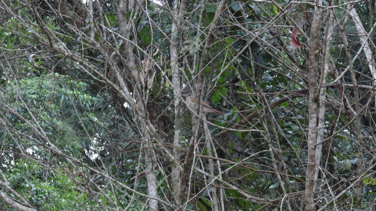 Pale-breasted Thrush - ML638317227