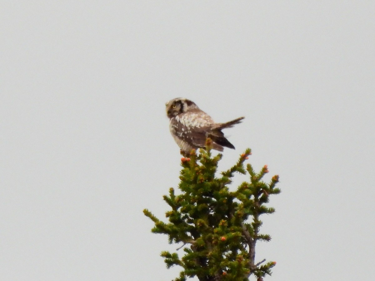 Northern Hawk Owl - ML638317231