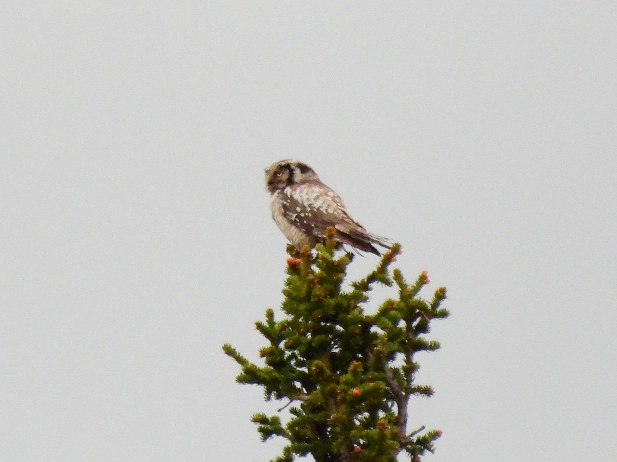 Northern Hawk Owl - ML638317232