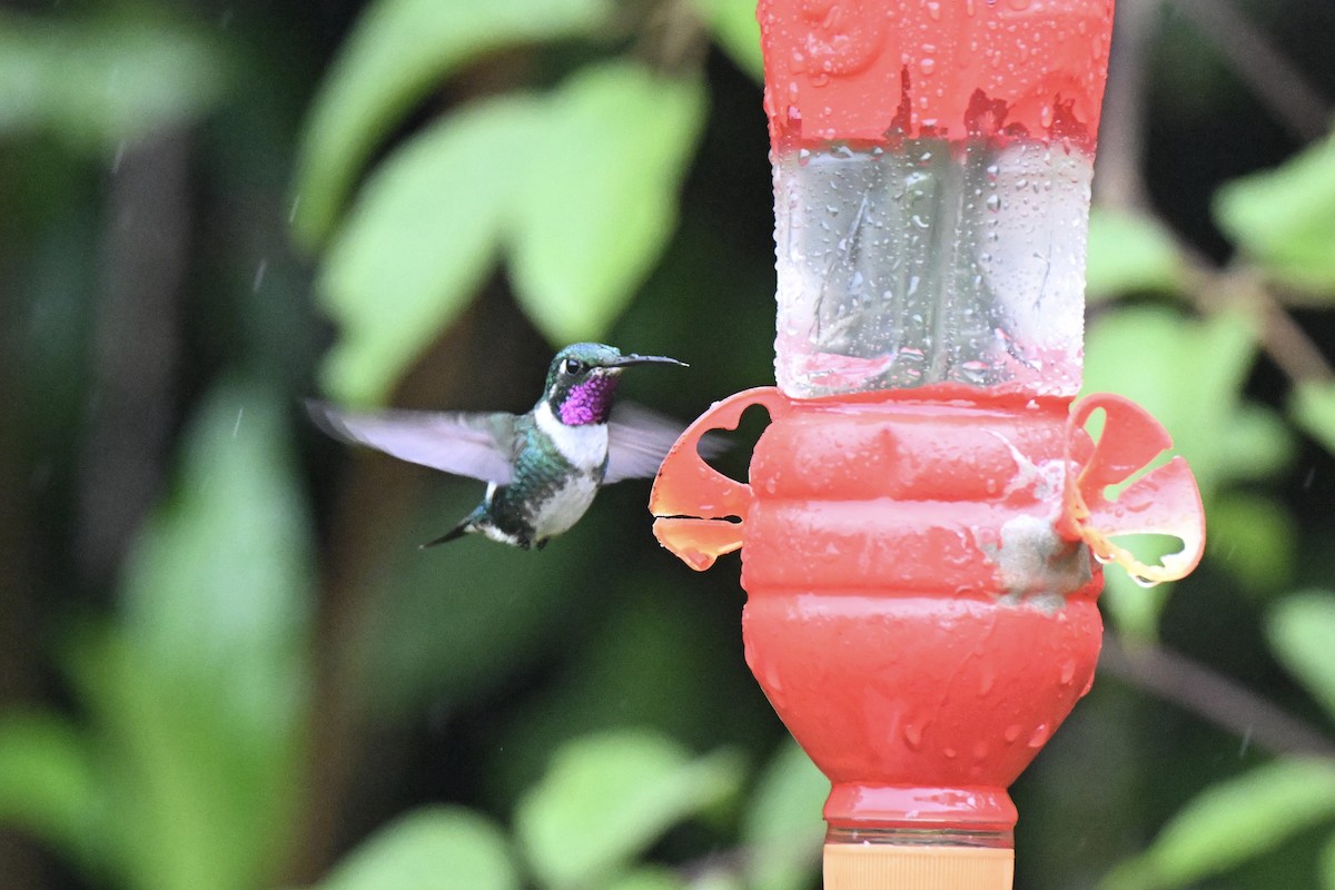 White-bellied Woodstar - ML638317243