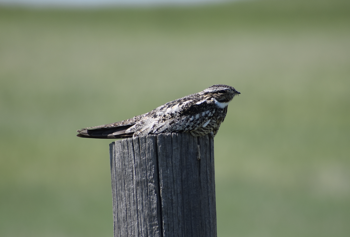 Common Nighthawk - ML638317261