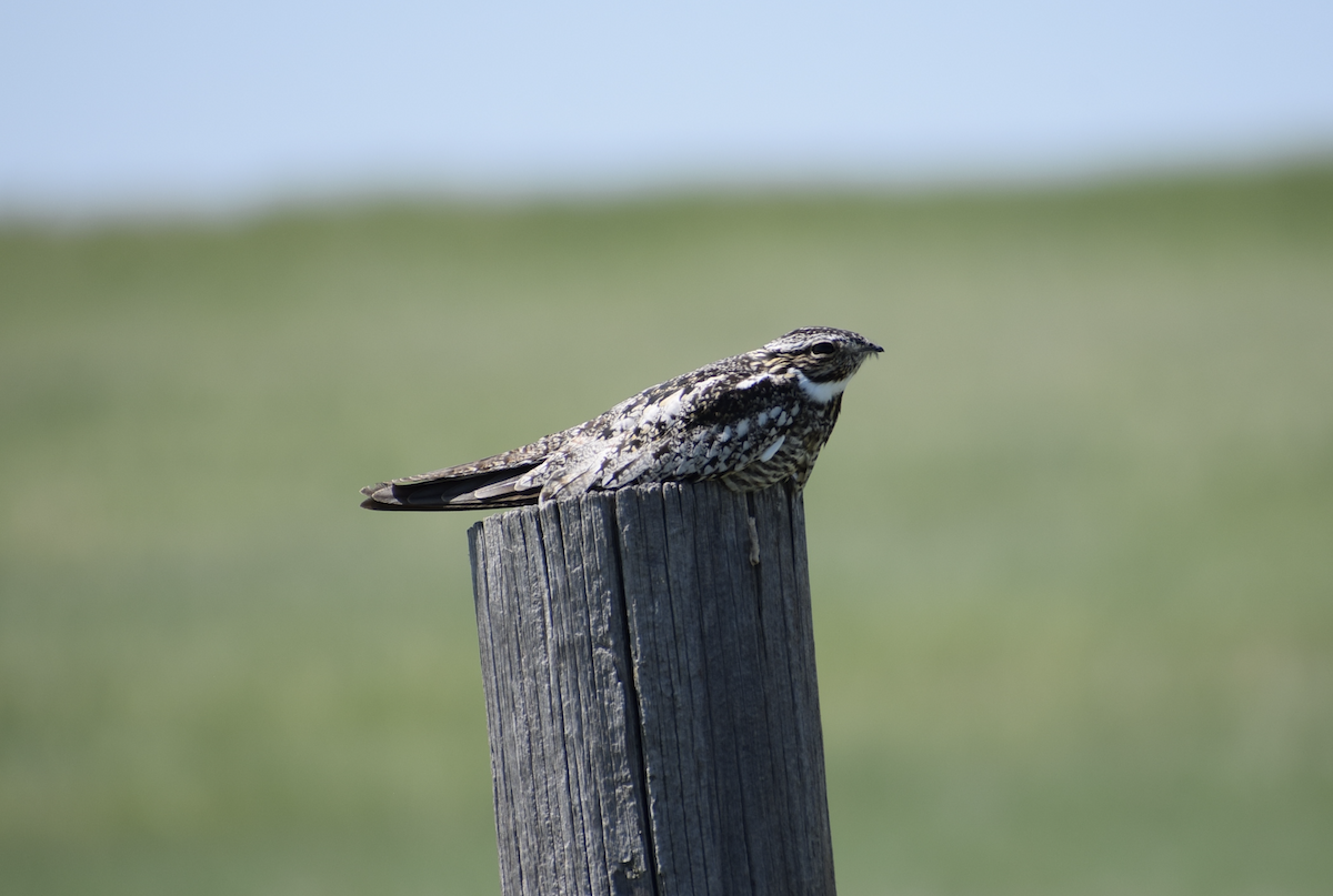 Common Nighthawk - ML638317262