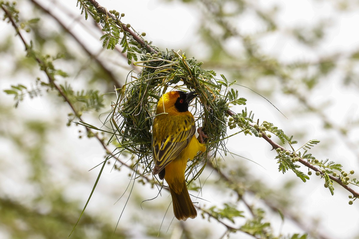 Southern Masked-Weaver - ML638317264