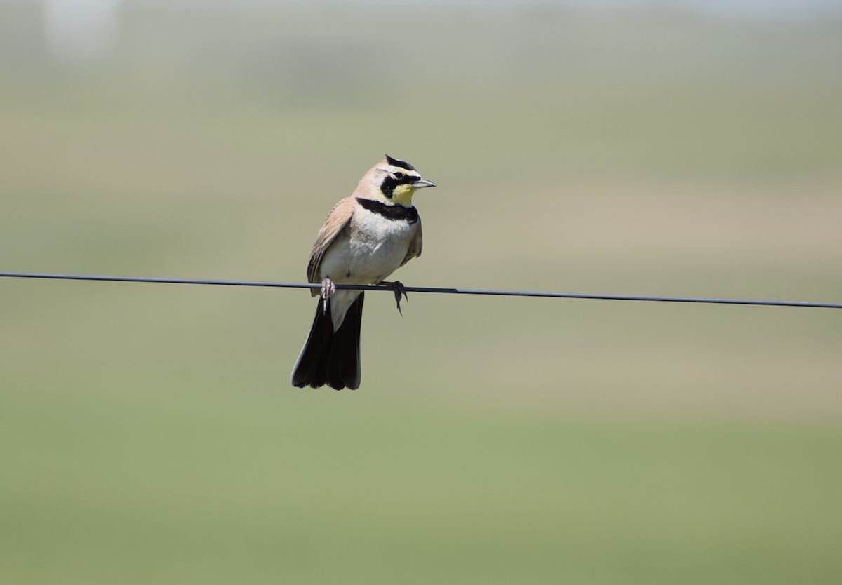 Horned Lark - ML638317266
