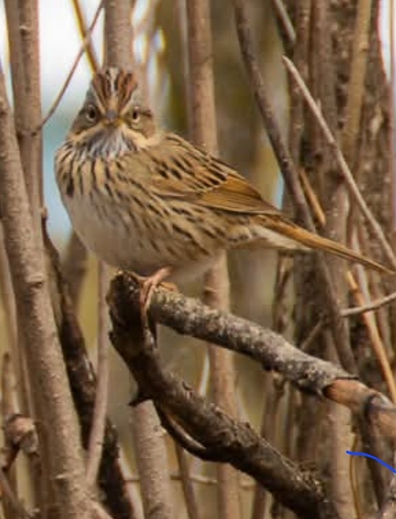 Lincoln's Sparrow - ML638317307