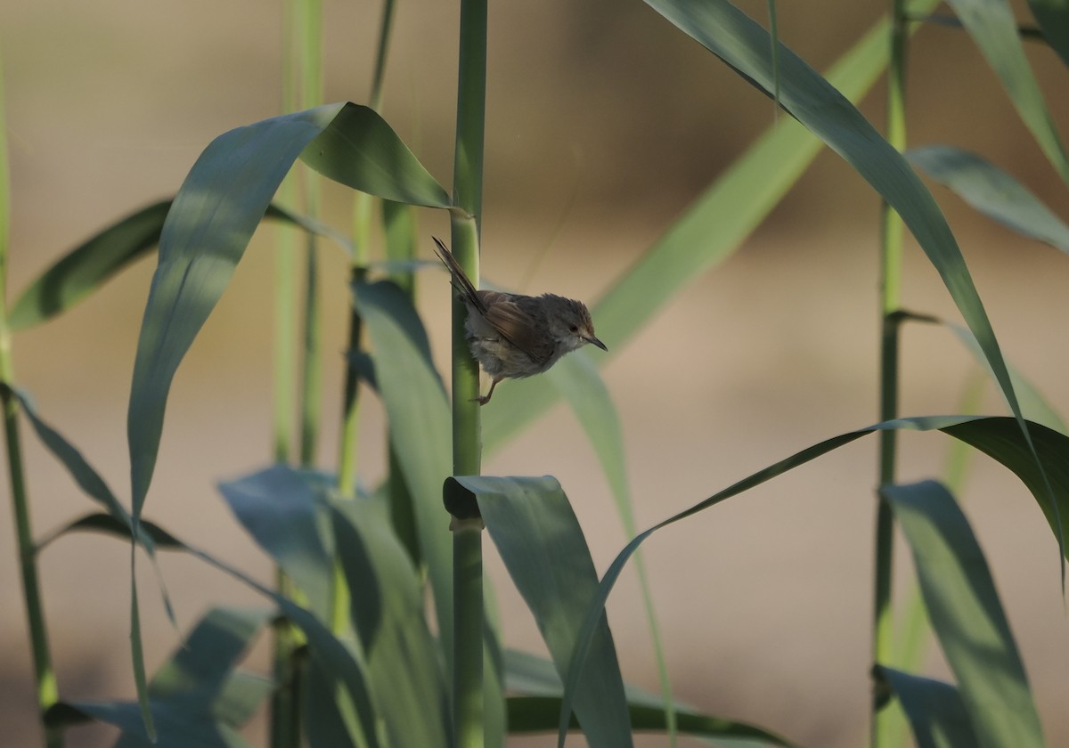 Prinia Grácil - ML638317308