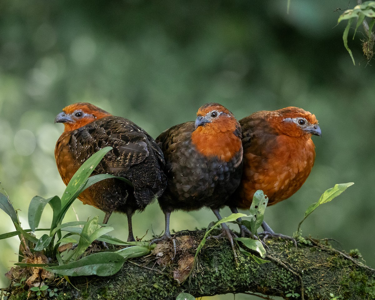 Chestnut Wood-Quail - ML638317315