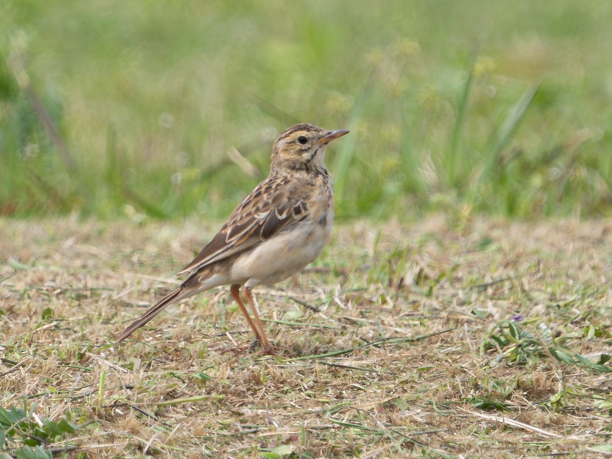 Pipit de Richard - ML638317316