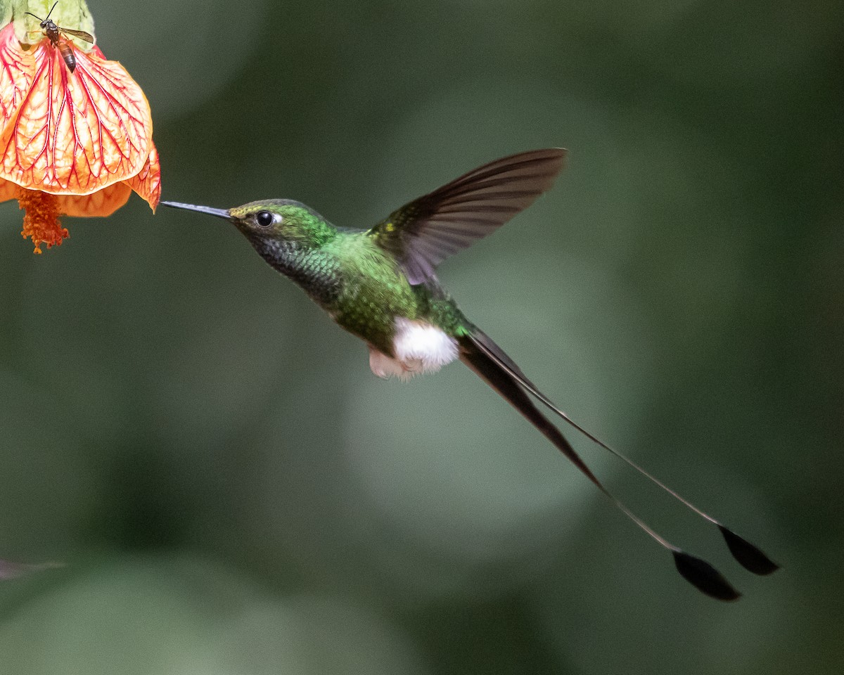White-booted Racket-tail - ML638317318