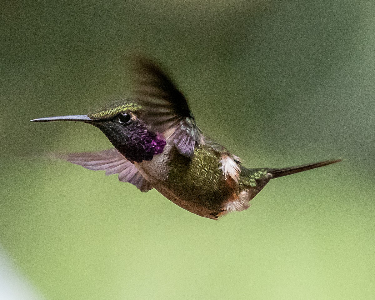 Purple-throated Woodstar - ML638317323