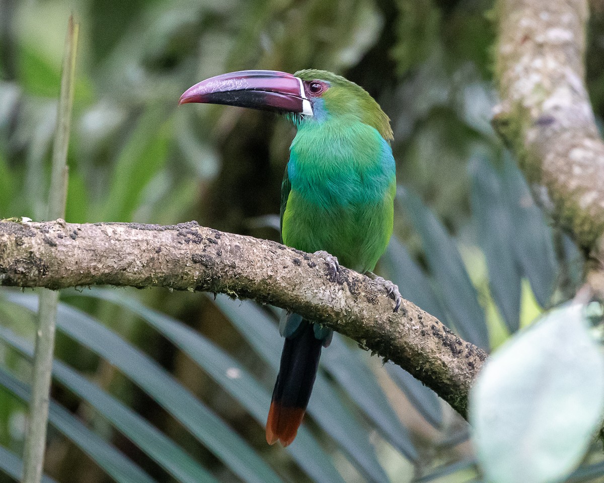 Crimson-rumped Toucanet - ML638317330