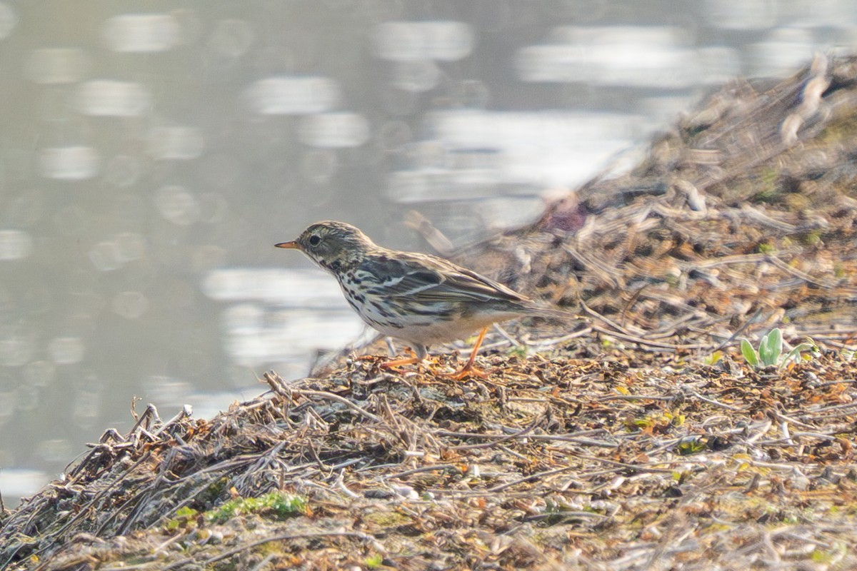 Pipit à gorge rousse - ML638317332