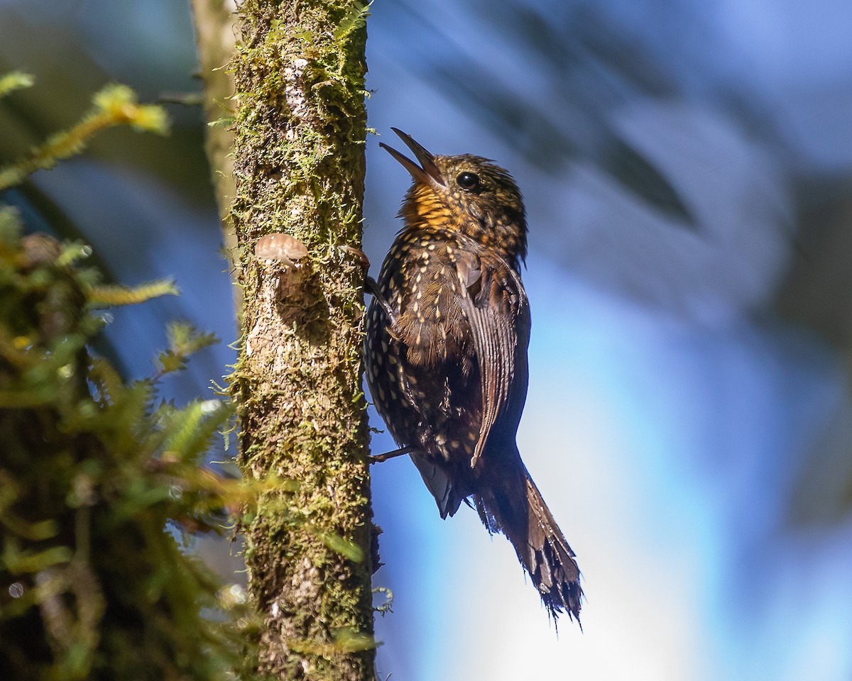 Spotted Barbtail - ML638317334