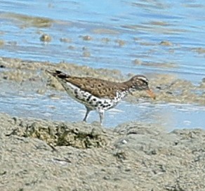 flekksnipe - ML638317336